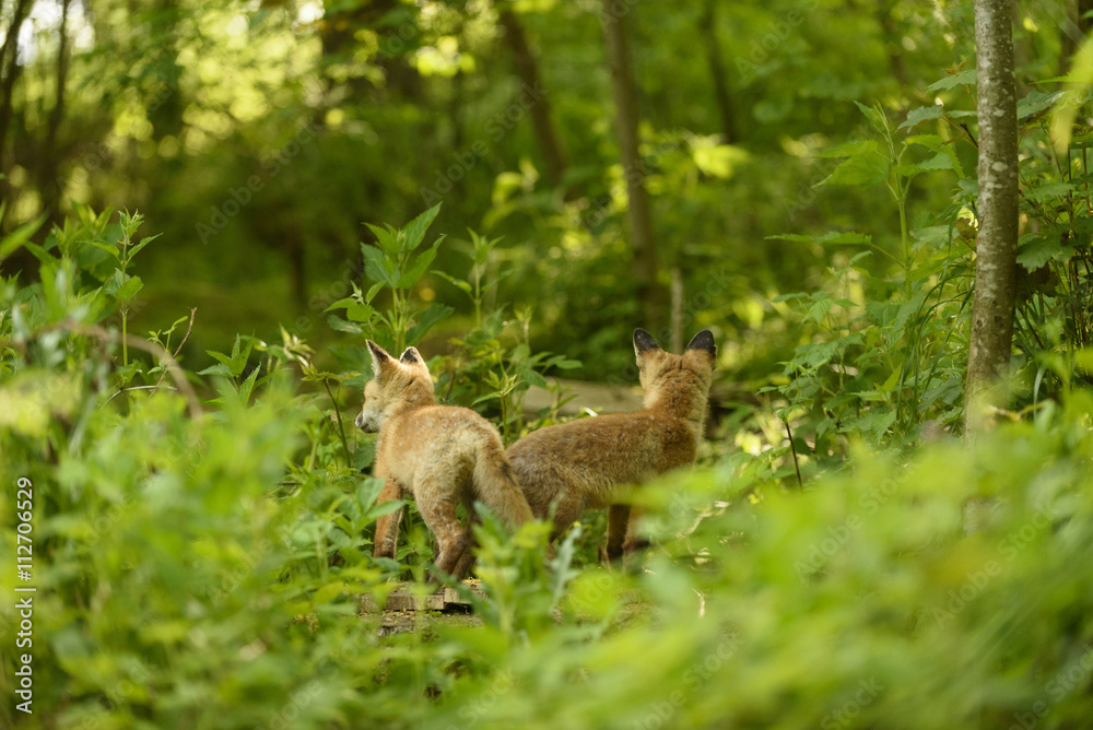 Fototapeta premium Fuchs Junge Rotfuchs Jungfuchs - fox young fox kit