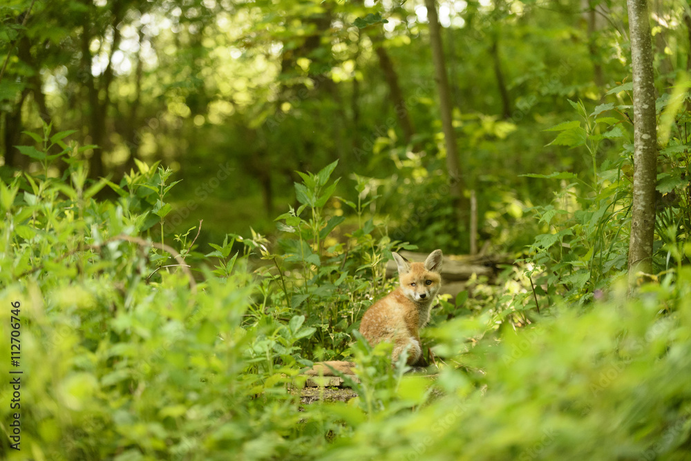 Fuchs Junge Rotfuchs Jungfuchs - fox young fox kit Fuchs Junge Rotfuchs Jungfuchs - fox young fox kit