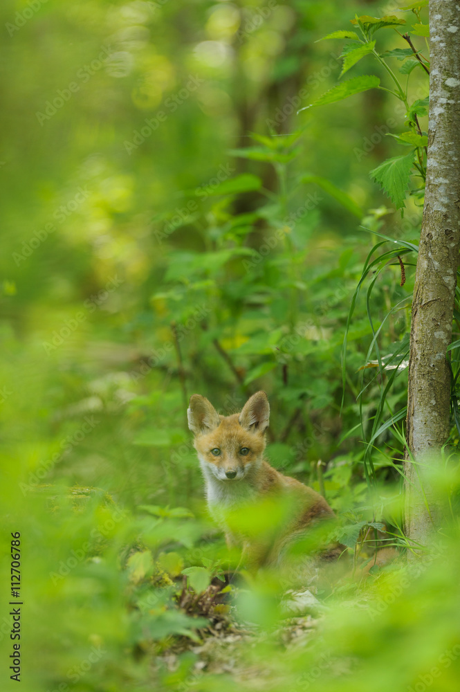 Obraz premium Fuchs Junge Rotfuchs Jungfuchs - fox young fox kit