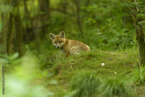 Fuchs Junge Rotfuchs Jungfuchs - fox young fox kit