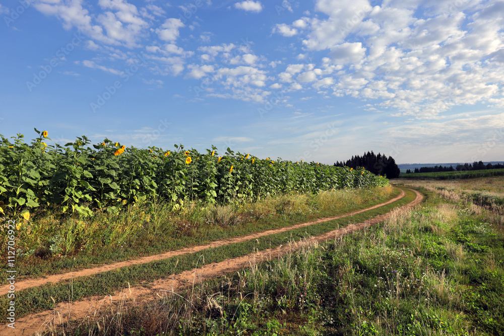 Obraz premium Walk in the fields
