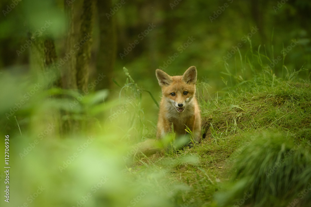 Jungfuchs junger rotfuchs - jung red fox Jungfuchs junger rotfuchs - jung red fox