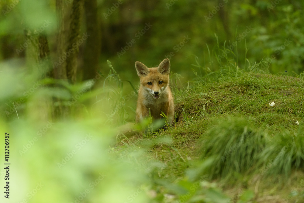 Obraz premium Jungfuchs junger rotfuchs - jung red fox 