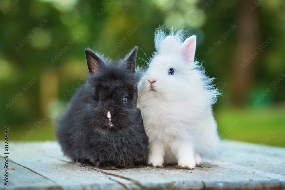 Obraz premium Two little angora rabbits