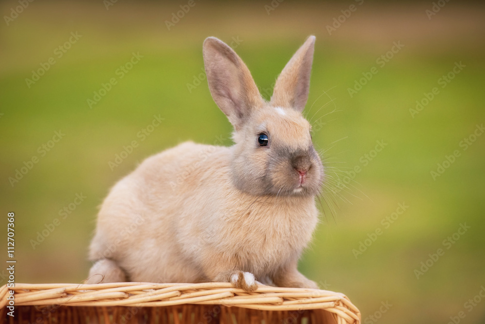 Obraz premium Little dwarf rabbit sitting on the basket