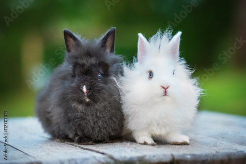 Foto Two little angora rabbits