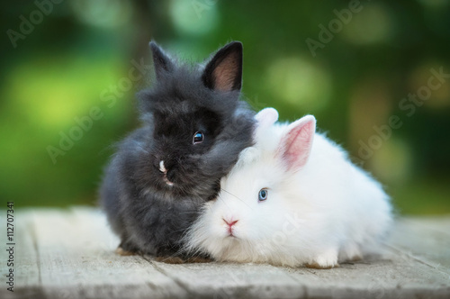 Two little angora rabbits