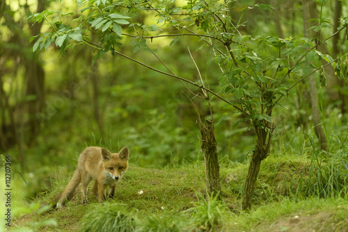 Fuchs Jungfuchs