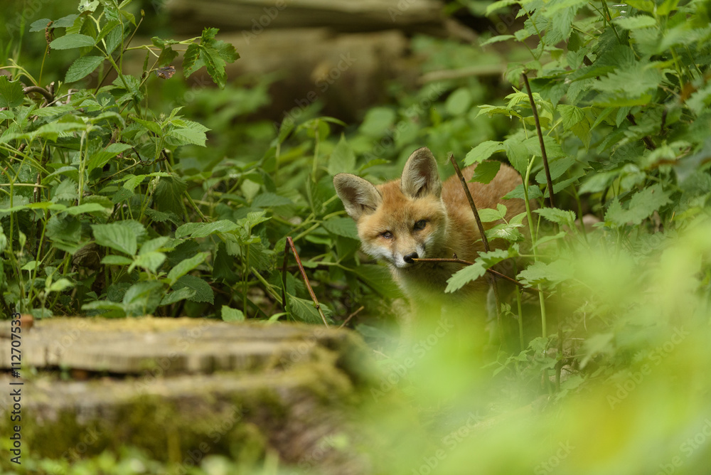 Fuchs Jungfuchs Fuchs Jungfuchs