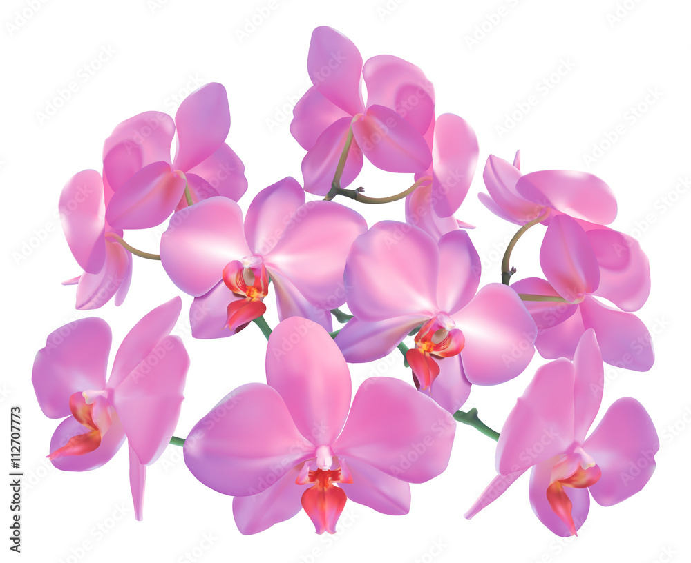 Orchids Orchids