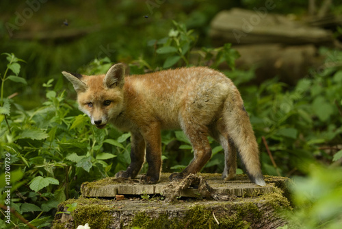 fox young fox pup 