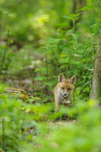 fox young fox pup 