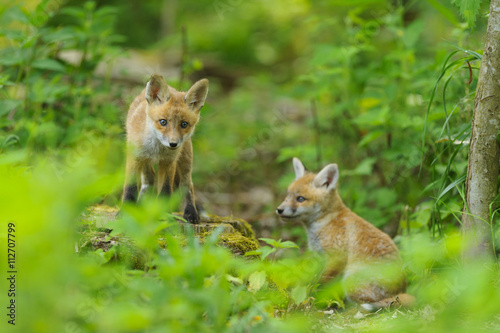 fox young fox pup  © artepicturas