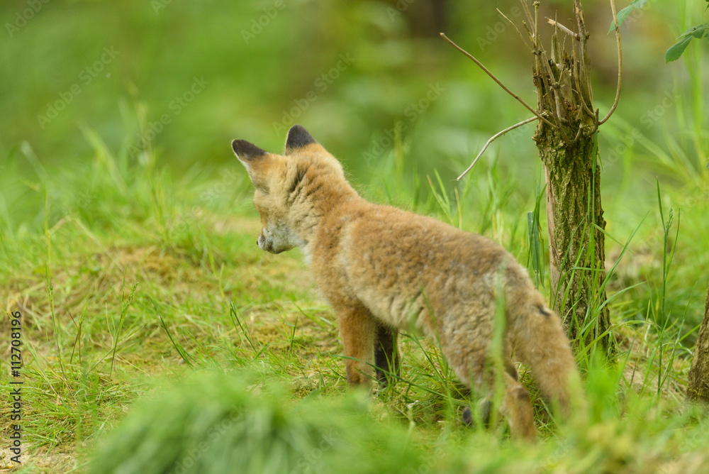 Obraz premium Rotfuchs Nachwuchs - fox