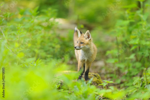 Rotfuchs Nachwuchs - fox  © artepicturas