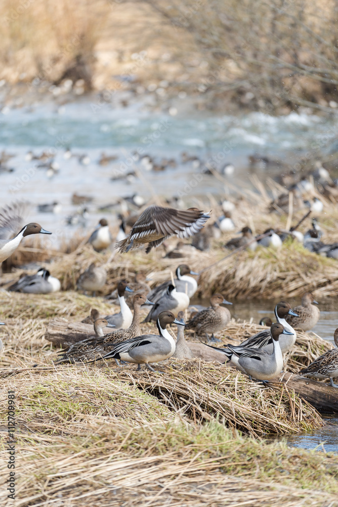 Fototapeta premium Wintering grounds of Duck (Pintail)