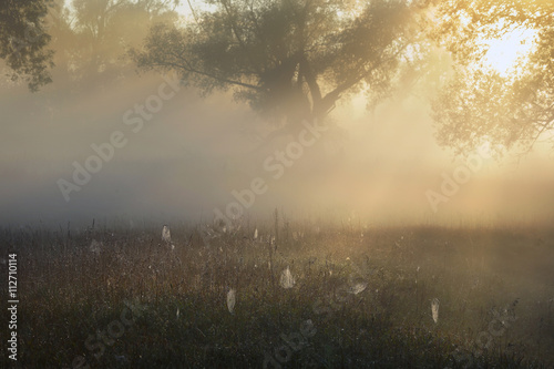 sun rays through the trees in the fog