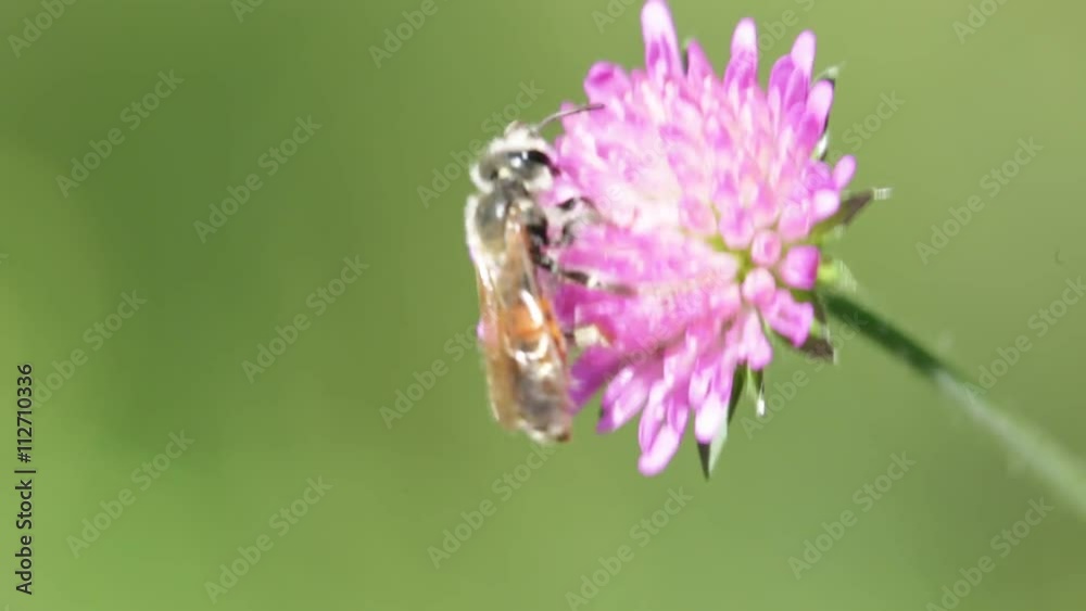 garden of italy violet flower and bee move by the wind in wild. garden of italy violet flower and bee move by the wind in wild.