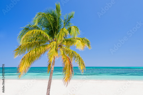 Palm tree on a beach, Cayo Levisa  Cuba © Delphotostock