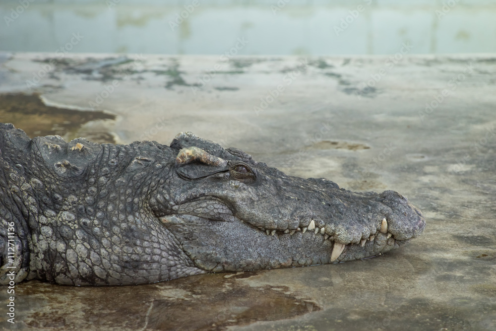 Crocodile close the second eyelid (inner) which normally used un Crocodile close the second eyelid (inner) which normally used un