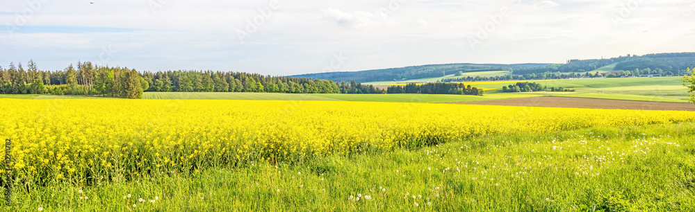 yellow canola field panorama