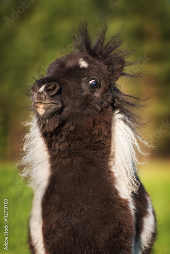 Portrait of funny painted shetland pony © Rita Kochmarjova