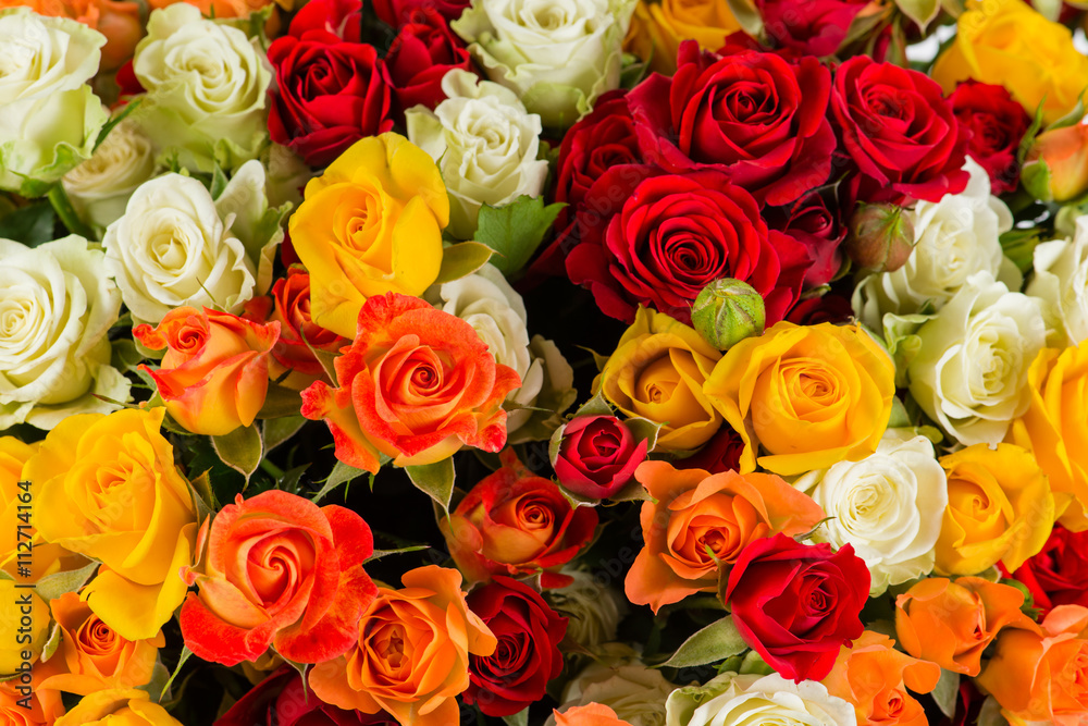 background colorful shrub rose background colorful shrub rose