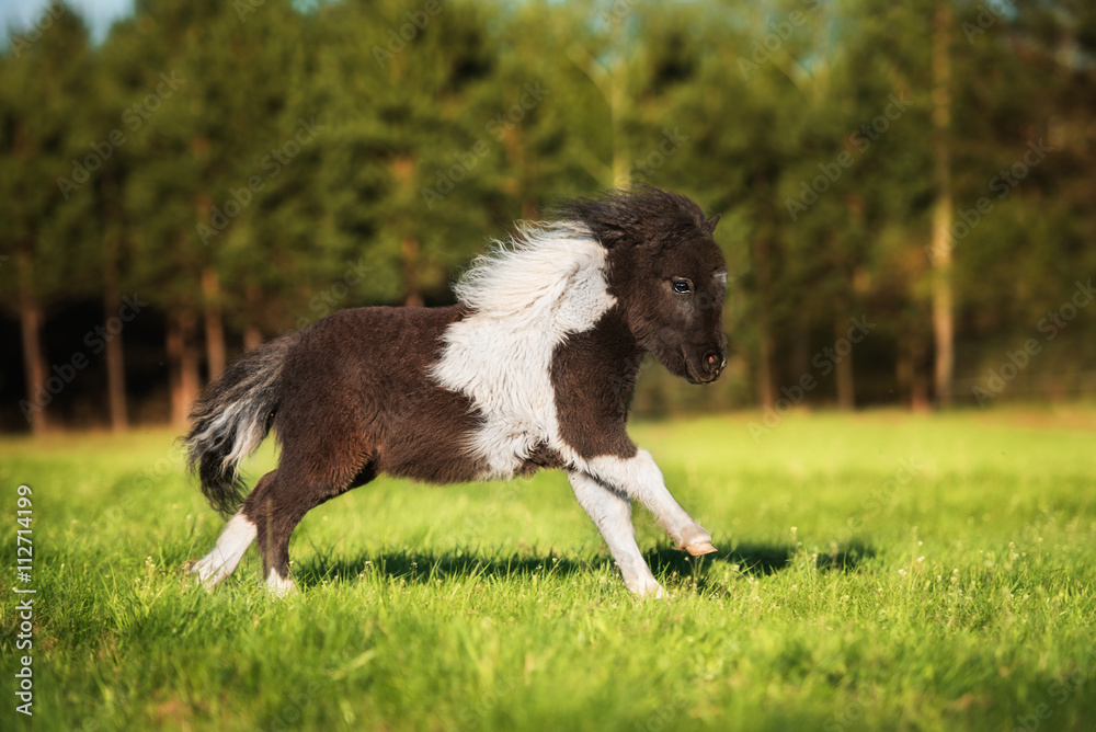 Little painted shetland pony running gallop on the field Little painted shetland pony running gallop on the field