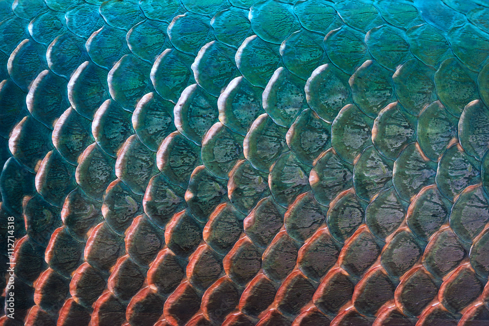 Fish scale texture for background, Colorful concept