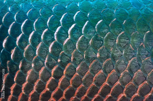 Obraz Rybiej skala tekstura dla tła, Kolorowy pojęcie