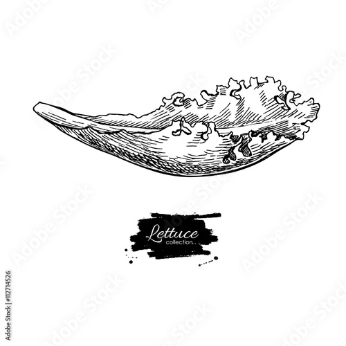 Lettuce hand drawn vector. Vegetable engraved style illustration