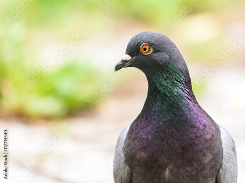 Pigeon Portrait