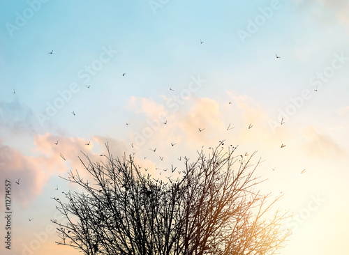 Dead tree transform into flying birds over the sky sunset