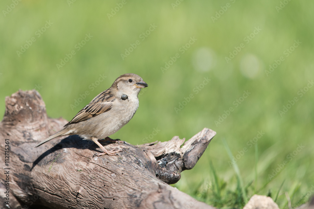 Tick on bird Tick on bird