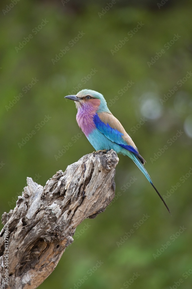 Lilac-breasted Roller, portrait orientation