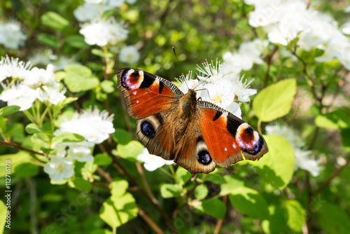 Butterfly in the woods on the flowersю Peacock eye. Butterfly Inachis io.