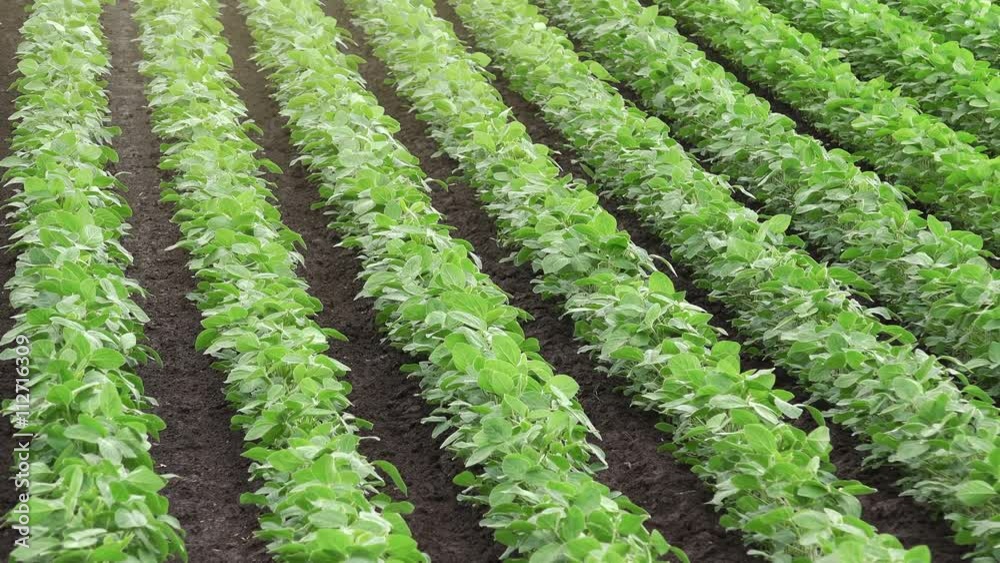 Rows of cultivated soybean crops in field Rows of cultivated soybean crops in field