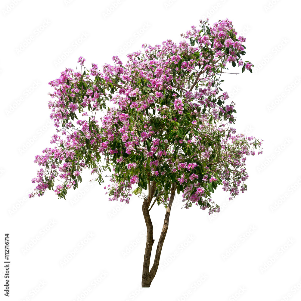 Isolated Lagerstroemia speciosa tree with pink and purple flowers on white background