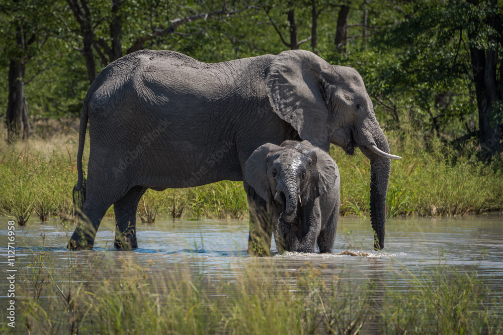 Fototapeta premium Baby elephant drinking in front of mother