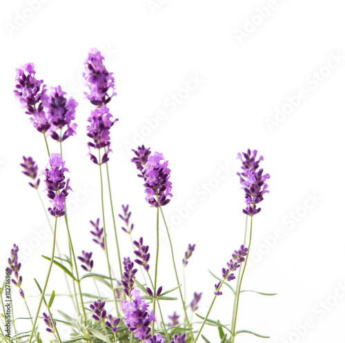 Fototapeta Naklejka Na Ścianę i Meble -  Bunch of lavender.