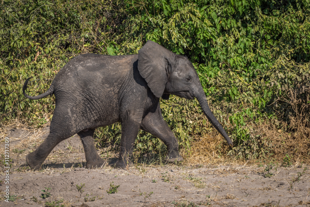 Fototapeta premium Baby elephant walking beside bushes in sunshine