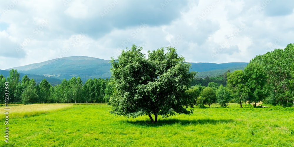 Paisaje con árbol aislado en pradera 