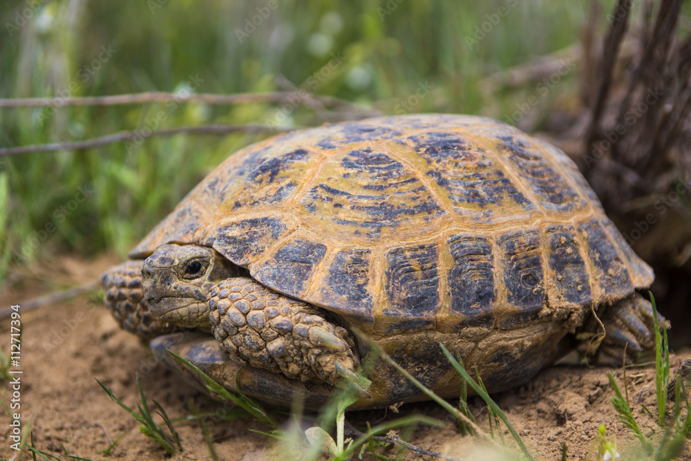 wild turtle in steppe in Kazakhstan, Malaysary wild turtle in steppe in Kazakhstan, Malaysary