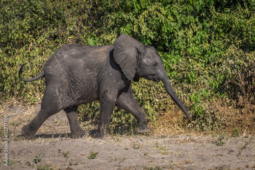 Baby elephant walking beside bushes in sunshine © Nick Dale