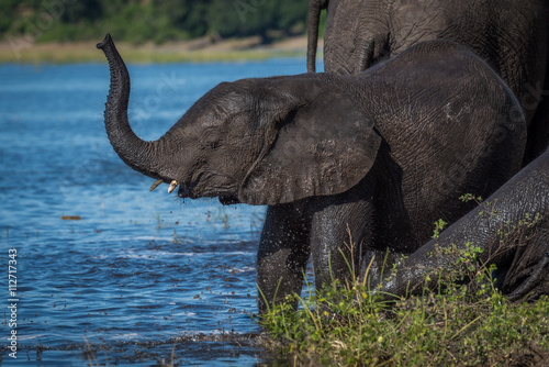 Baby elephant with lifted trunk on riverbank © Nick Dale