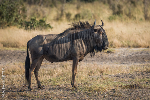 Blue wildebeest standing on savannah staring ahead