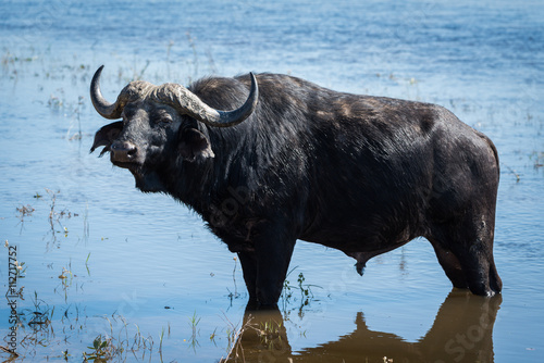 Bilde på lerret Cape buffalo standing in shallows facing camera