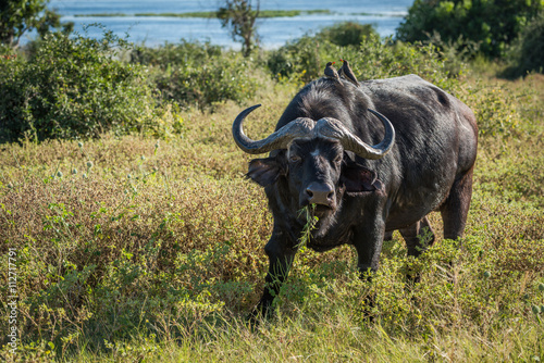 Cape buffalo with yellow-billed oxpeckers on back