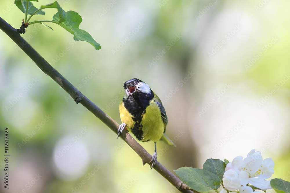 Fototapeta premium bird chickadee sings a song sitting on a blossoming branch in the spring in the Park