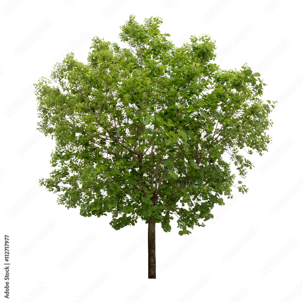 Obraz premium Isolated tree on white background